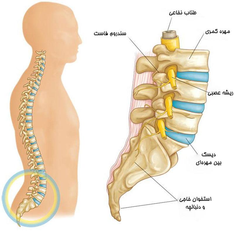 آناتومی کمر و ساختار ستون فقرات